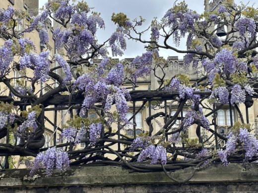 a blooming wisteria plant climbing on a fence