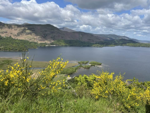 a large lake with flowering plants in the foreground and mountains in the background, under a blue daylight sky with white clouds