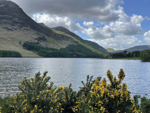 a large lake with flowering plants in the foreground and mountains in the background, under a blue daylight sky with white clouds