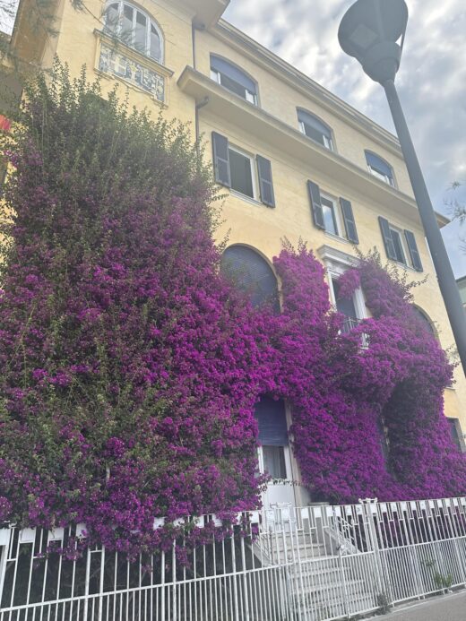 flowering plants growing up the front of a building